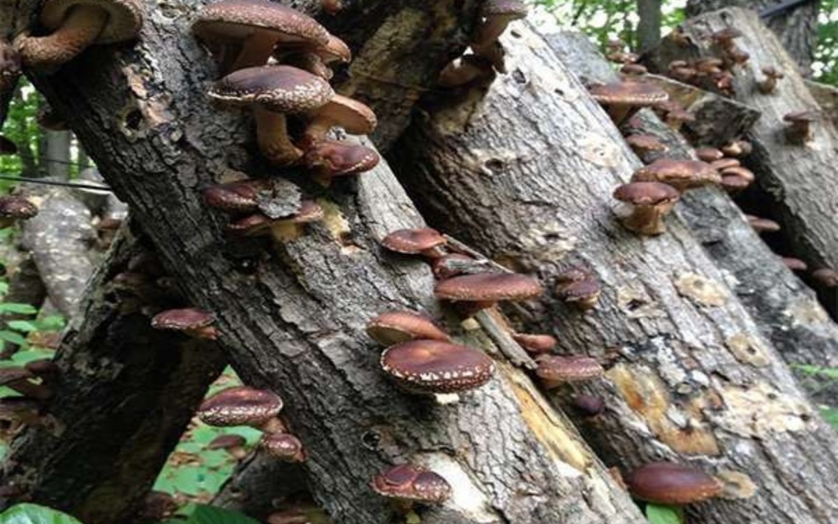 Đặc sản nấm hương rừng nên mua khi du lịch Sapa tháng 8