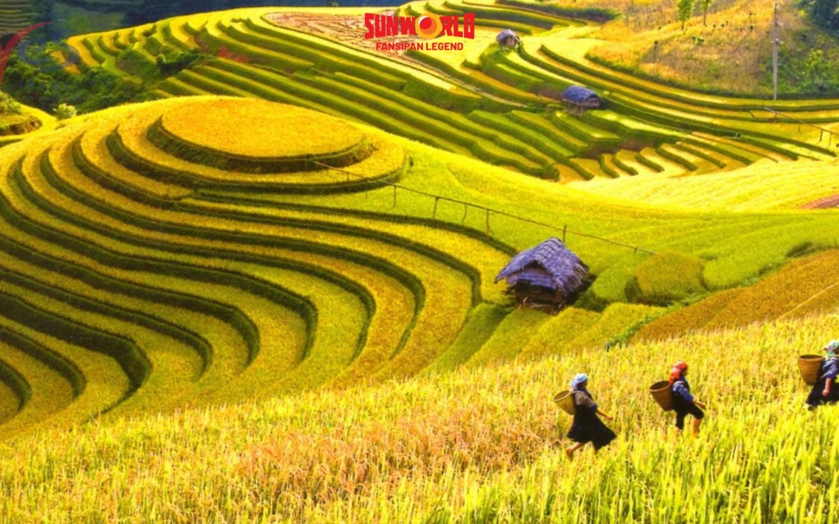 Sapa mùa nào đẹp nhất? Sapa mùa thu (tháng 9 - 11): Mùa vàng trên ruộng bậc thang