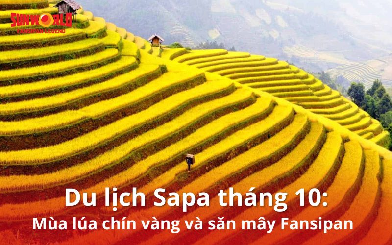 Du lịch Sapa tháng 10: Mùa lúa chín vàng và săn mây Fansipan