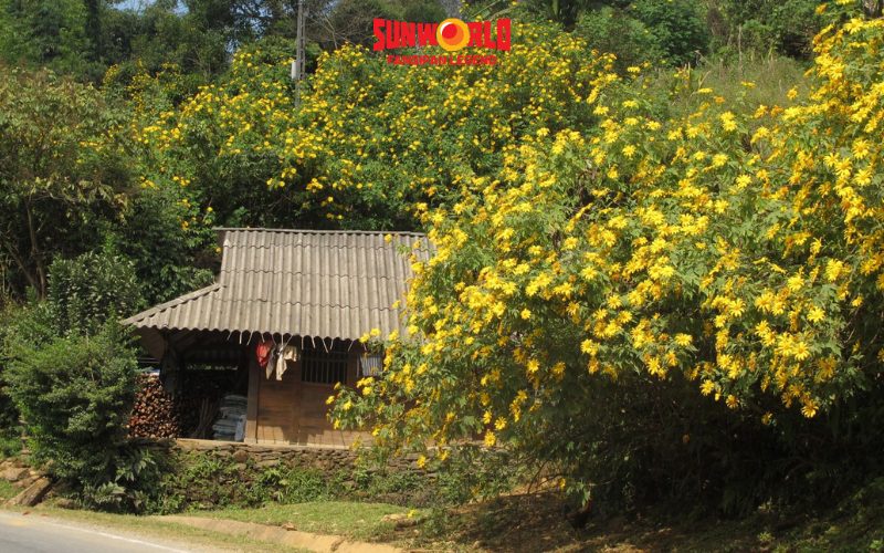 Du lịch Sapa tháng 11: Ngắm hoa cải trắng, hoa dã quỳ