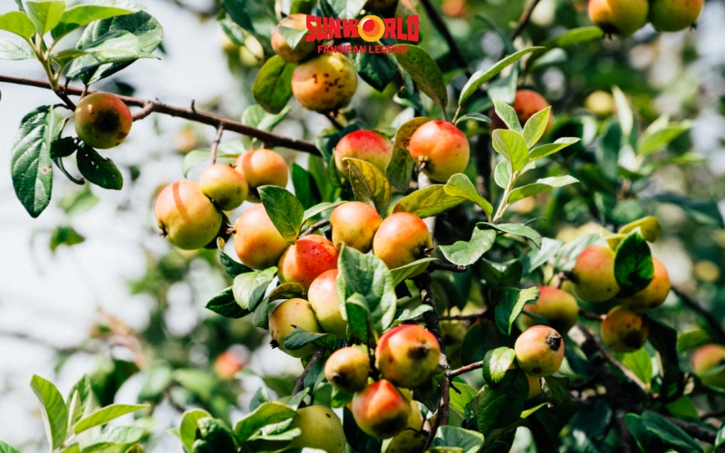 Du lịch Sapa tháng 11: Trải nghiệm hái táo mèo