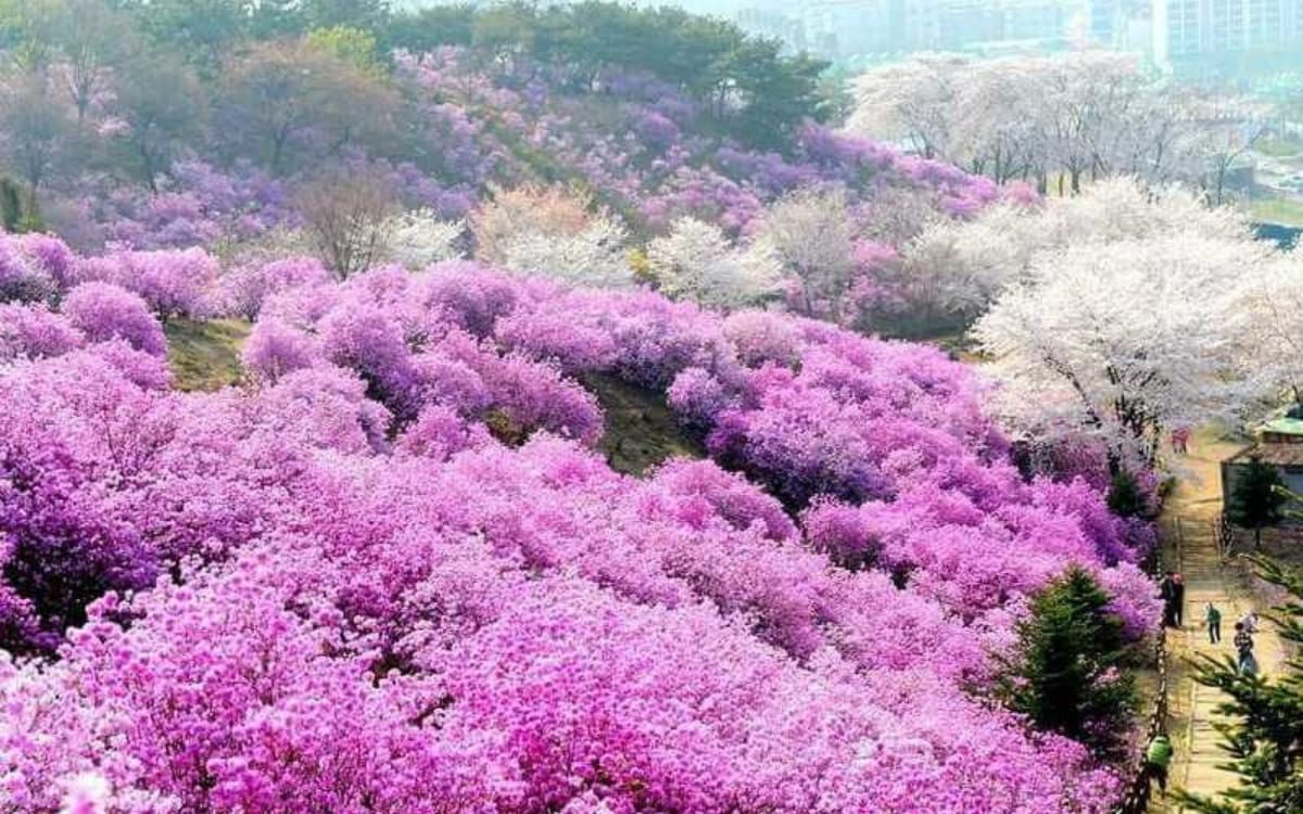 Hoa Đào & Hoa Mận nở rộ vào tháng 2 Sapa