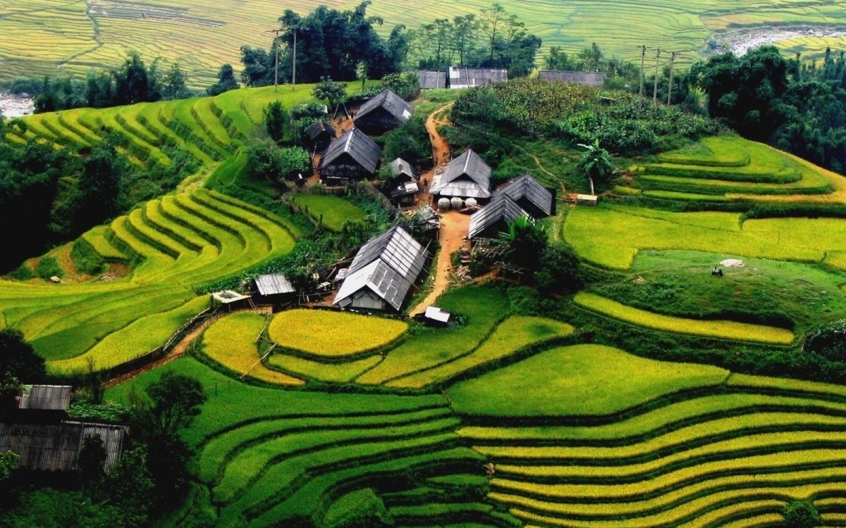 Ngắm mạ non đương lên khi du lịch Sapa tháng 6
