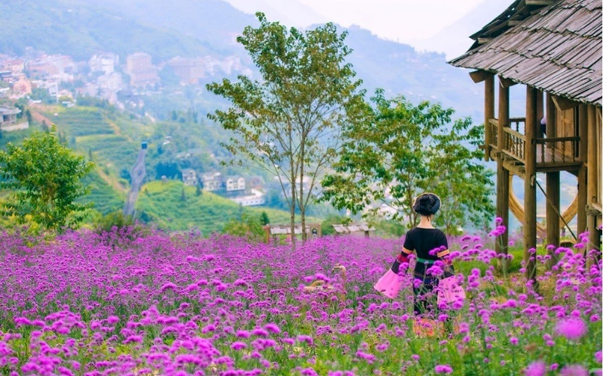 Ngắm sắc tím của hoa Mã Tiền Thảo khi du lịch Sapa tháng 6