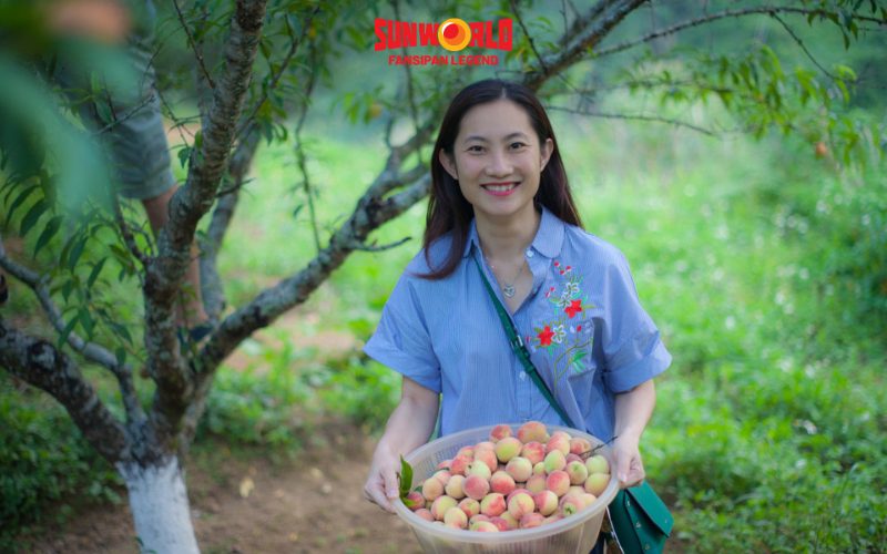 Du lịch Sapa tháng 7: Thưởng thực mận và đào cuối mùa