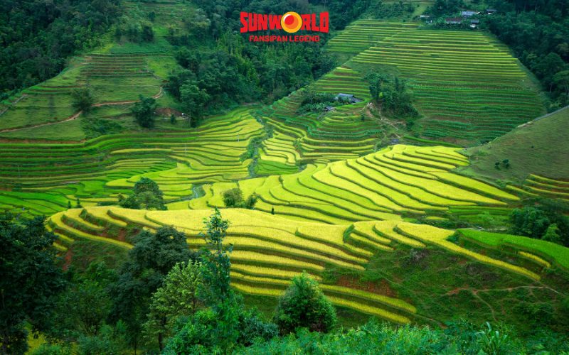 Du lịch Sapa tháng 7: Tham quan ruộng bậc thang 