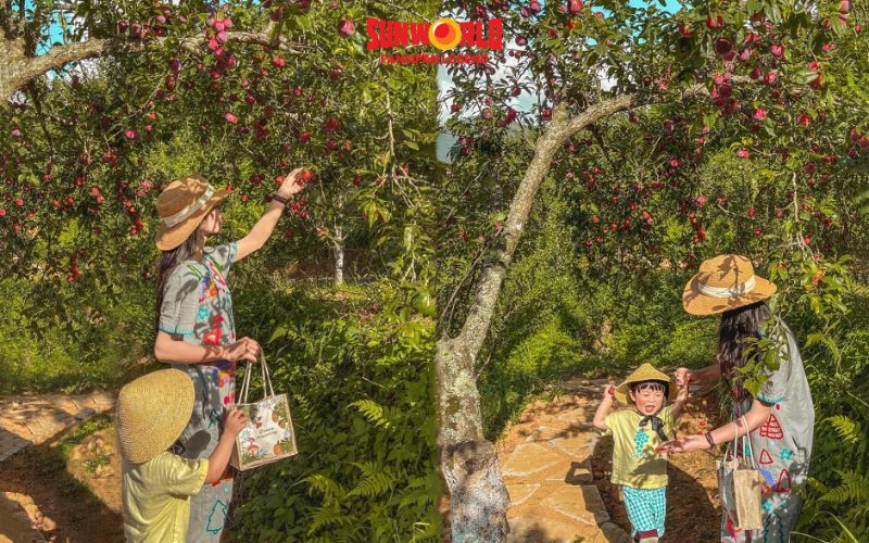 Du lịch Sapa tháng 7: Trải nghiệm hái mận 
