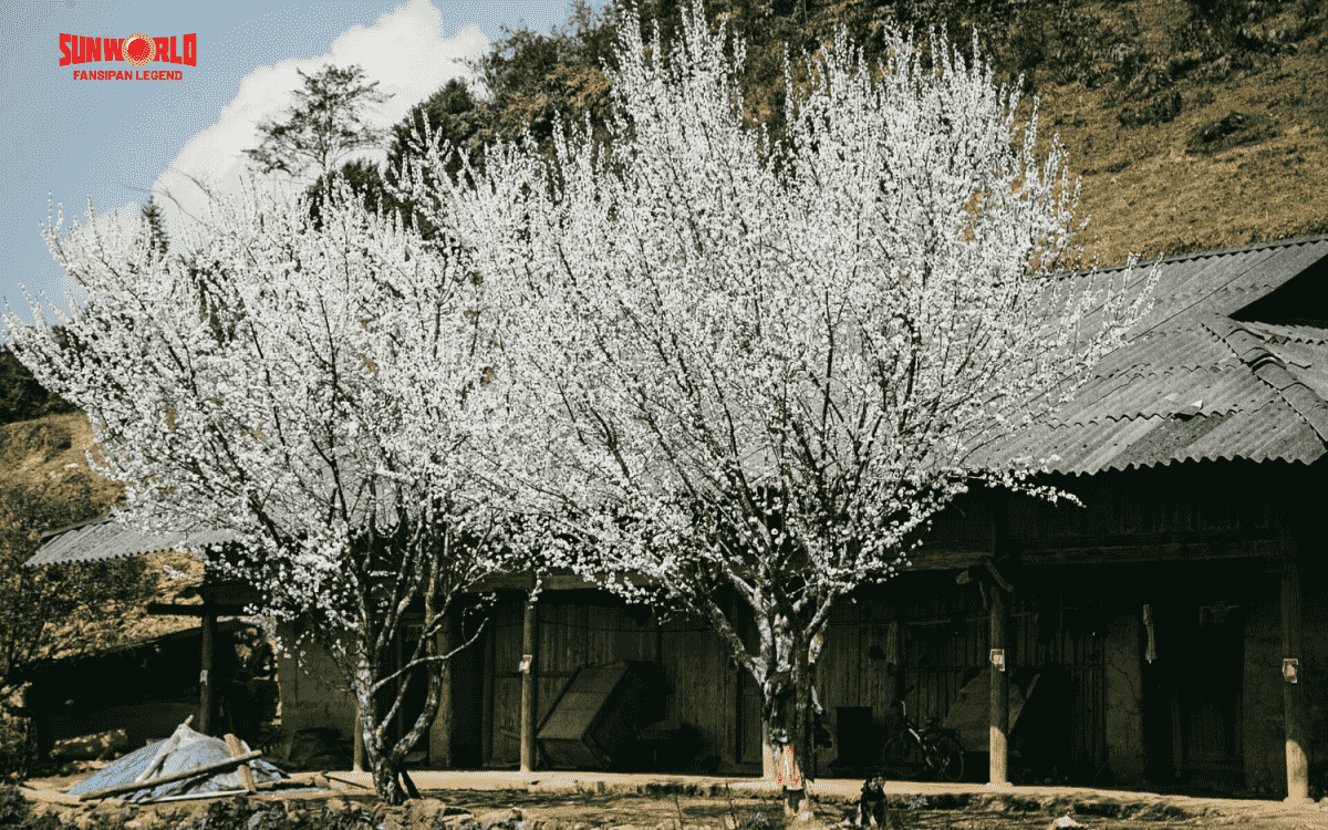 Ngắm hoa khi du lịch sapa tháng 2