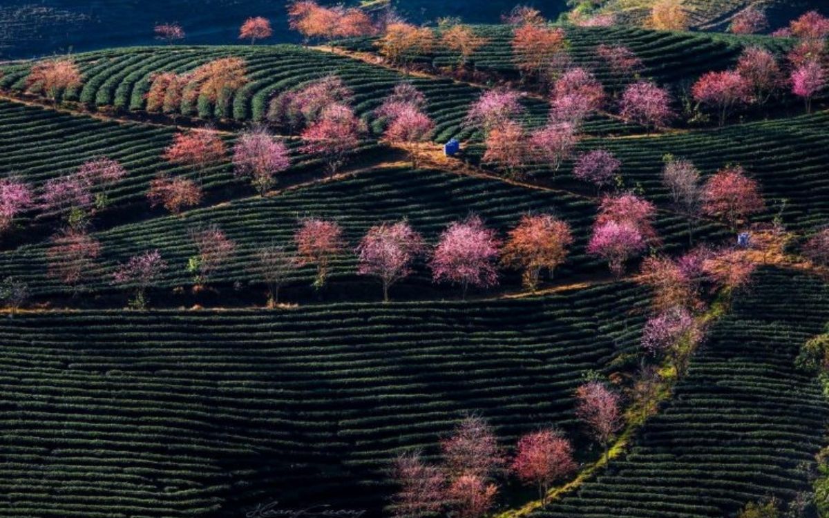 Săn Hoa Anh Đào nở sớm tại Đồi Chè Ô Long tháng 12