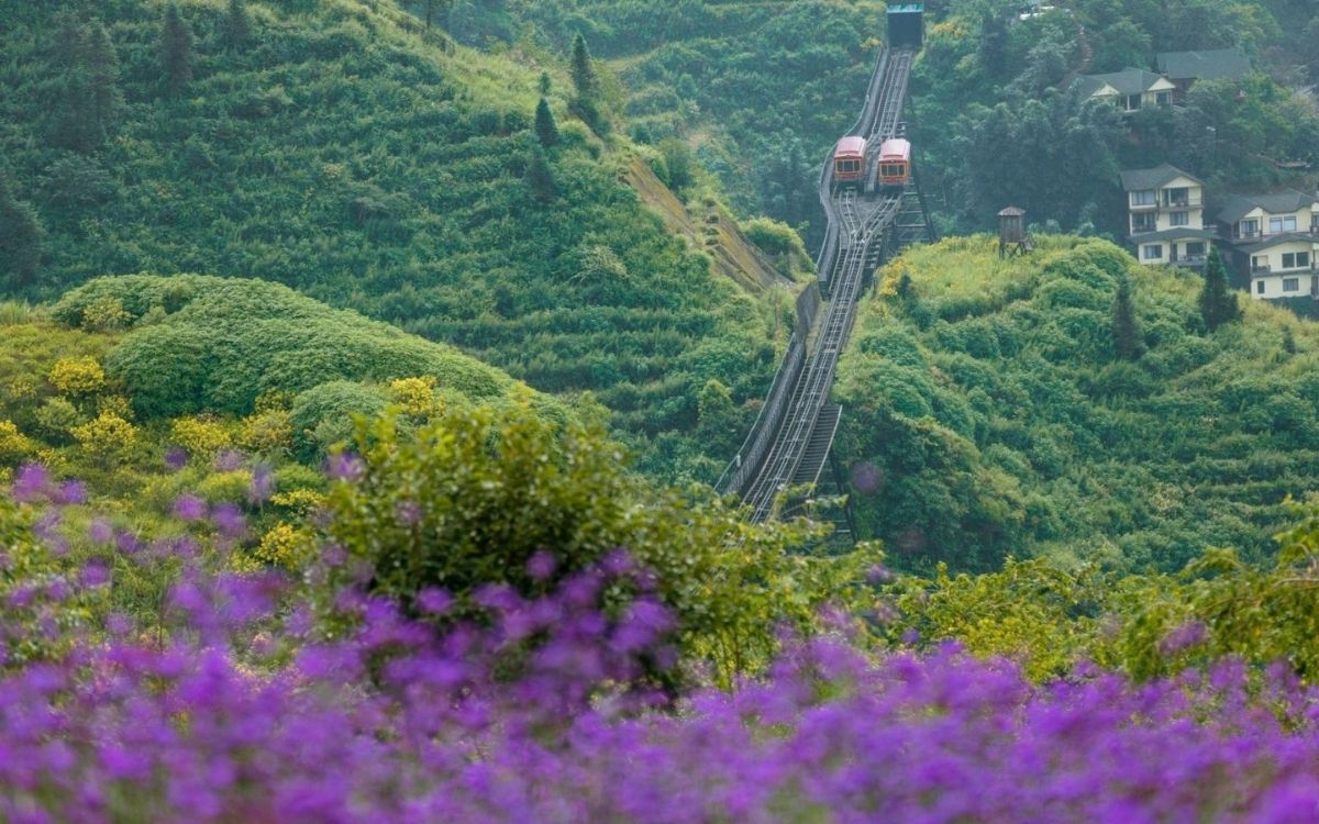 Chiêm ngưỡng Hoa Mã Tiền Thảo tại Sun World Fansipan Legend