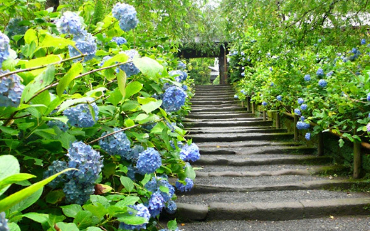 Ngắm hoa Cẩm Tú Cầu nở rộ tại Vườn Hàm Rồng vào tháng 8 Sapa