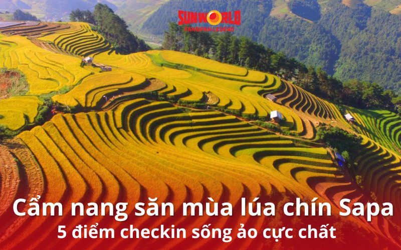 Mùa lúa chín Sapa tháng mấy? 5 điểm checkin sống ảo cực chất