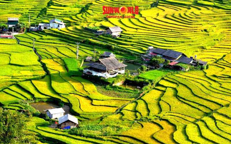 Săn mùa lúa chín Sapa ở Bản Lao Chải, Tả Van