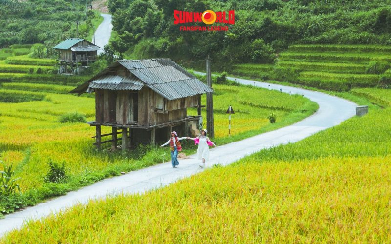 Mùa lúa chín Sapa tháng mấy? Săn ảnh đẹp và checkin