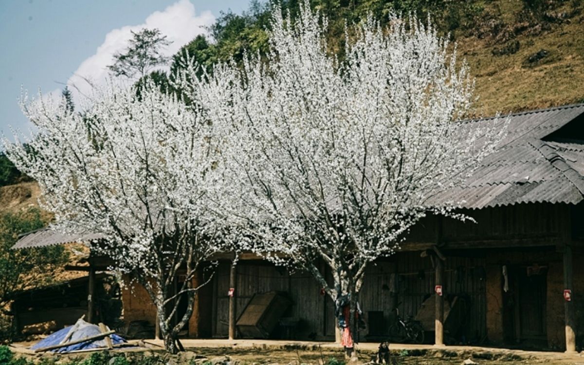Hoa Mận nở trắng tinh khôi tại Tả Van Sapa tháng 5-6