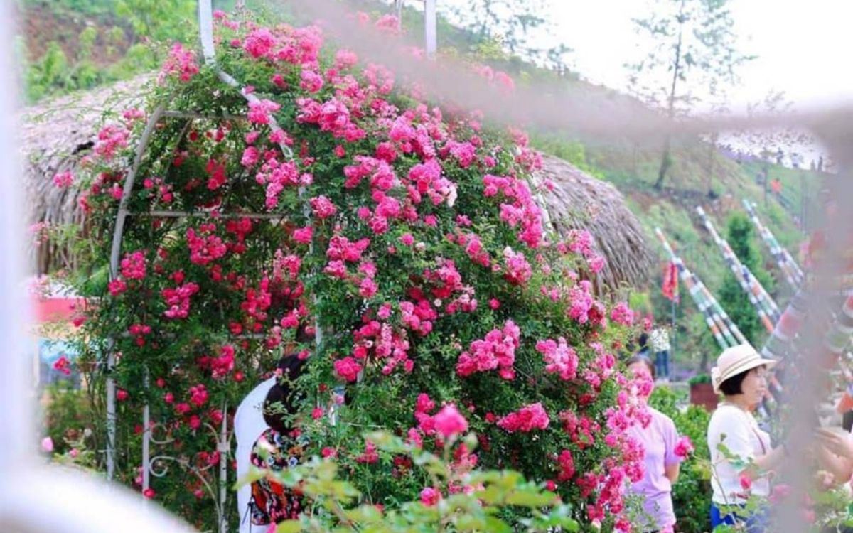 Check-in Vườn Hồng Leo Cổ Sapa