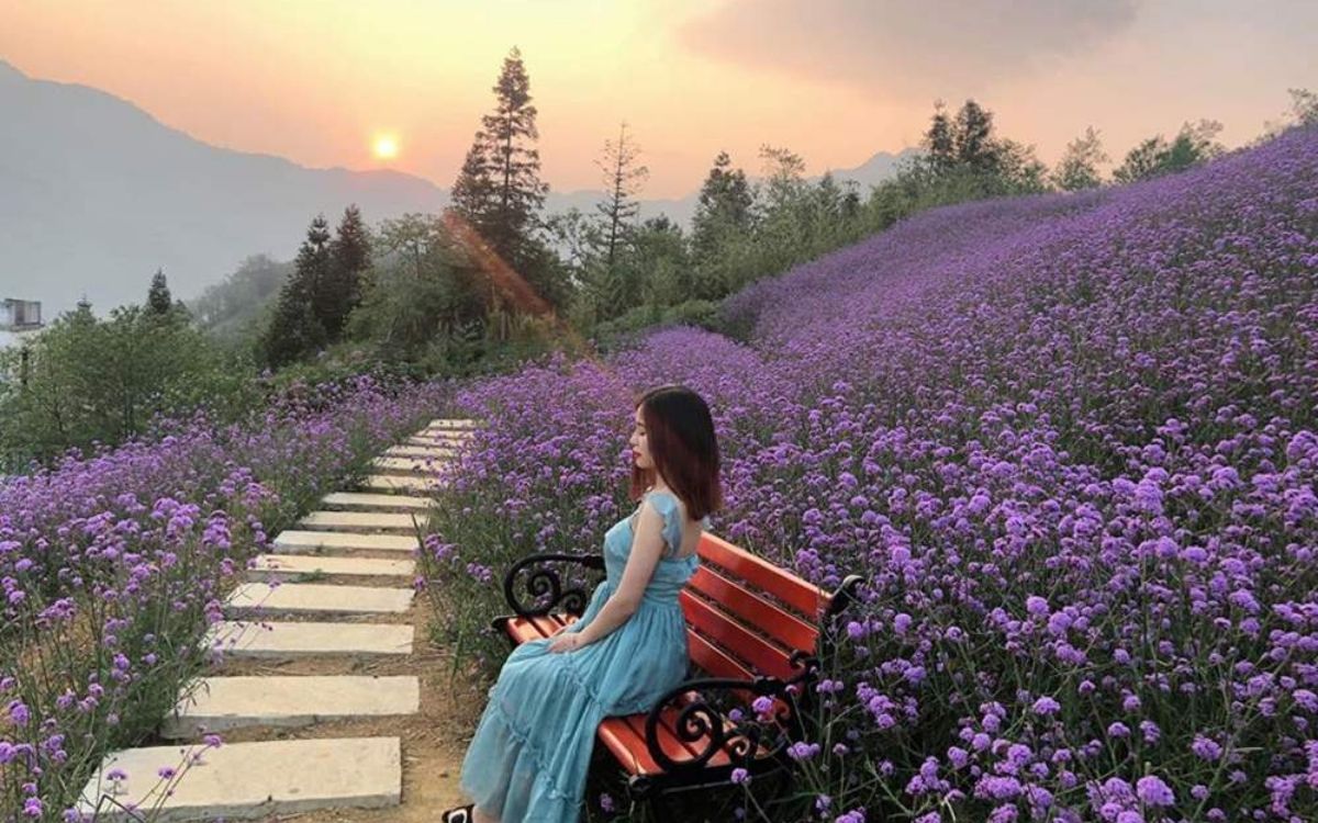 Ngắm nhìn những Đồi Oải Hương bất tận