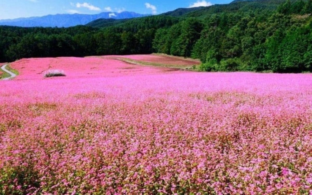 Check-in mùa hoa Tam Giác Mạch khi du lịch Sapa tháng 10