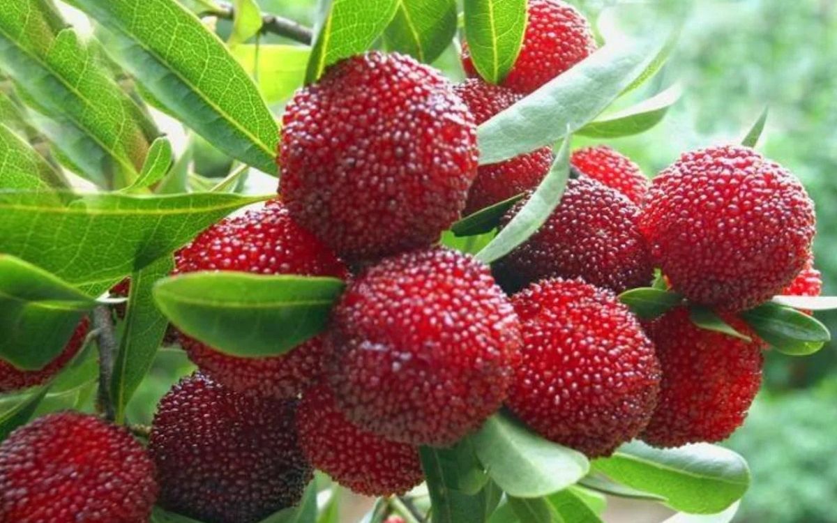 Thanh Mai là một đặc sản Sapa tháng 4