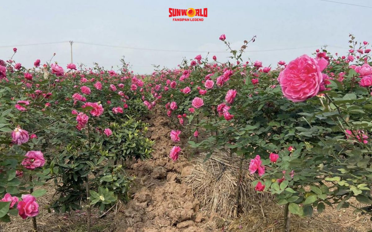 Vườn hồng cổ Sapa Sâu Chua