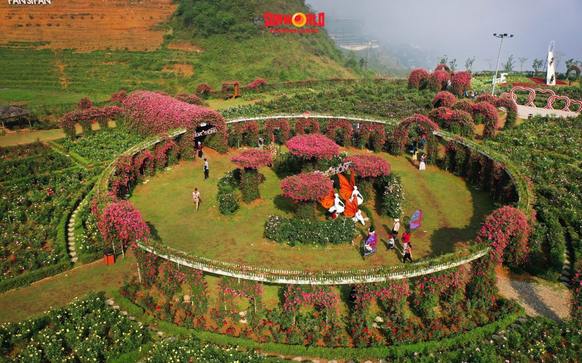 vuon hong co sapa 03