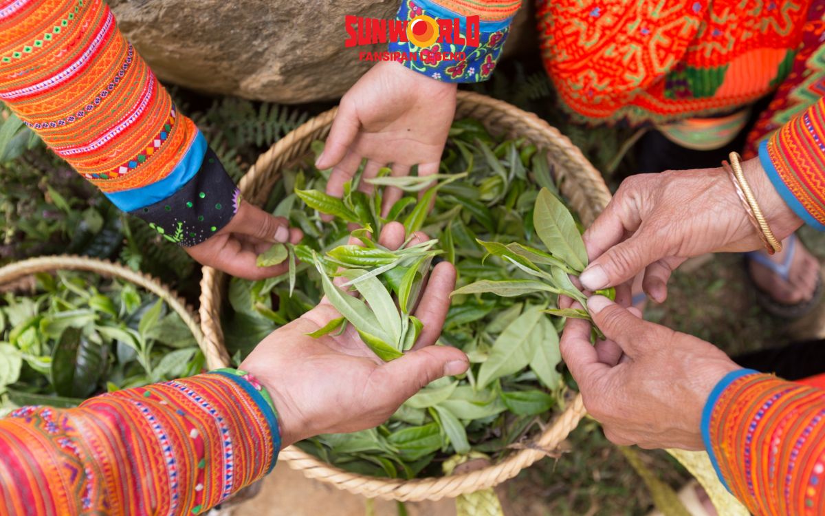 Trà Shan Tuyết là thức trà được du khách chọn biếu tặng