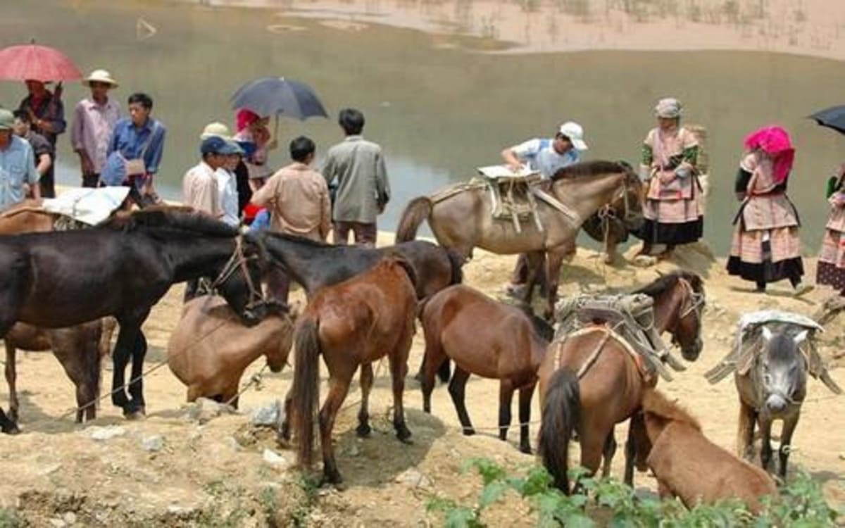 Khu gia súc & ngựa thồ tai phiên chợ Bắc Hà
