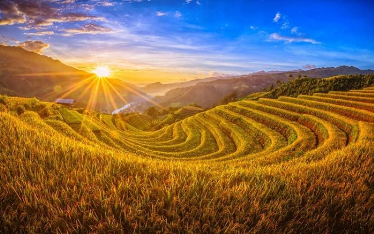 Ruộng bậc thang Sapa mùa lúa chín