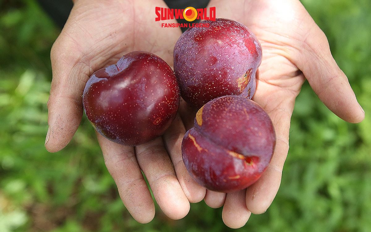 Nếu đi Sapa vào mùa mận, đừng quên mua loại trái này về làm quà